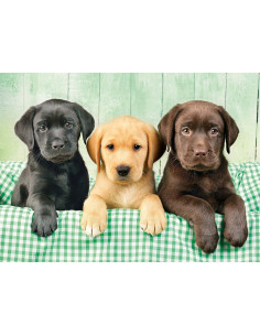 Puzzle 1000 Piezas Los Tres Labradores 2