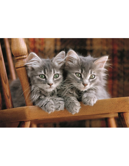 Puzzle Adulto 500 Piezas Colección Gatitos Caja Compacta