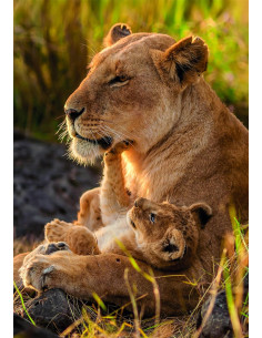 Puzzle 500 Piezas Feline Love - Madre y Cria leon 2
