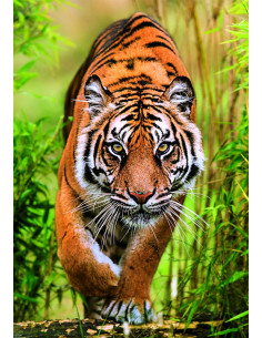 Puzzle 1000 Piezas El Camino de Cazador Tigre  2